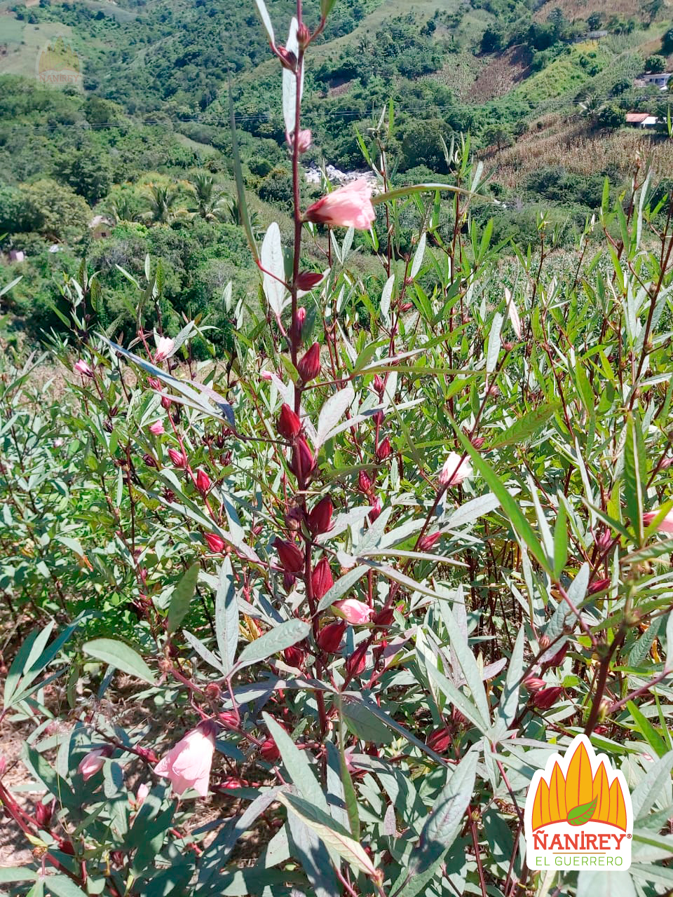 campo de jamaica, flor de jamaica, siembra de jamaica, jamaica, rama de jamaica