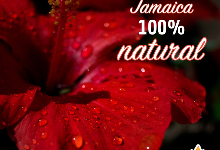 flor de jamaica, jamaica, ñanirey, jamaica nacional, jamaica mexicana, jamaica de guerrero, jamaica de oaxaca, jamaica de colima, flor de jamaica de calidad, flor de jamaica unica, flor de jamaica limpia, flor de jamaica especial.